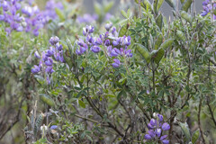 Lupinus pubescens