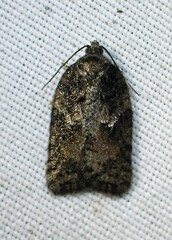 Acleris fuscana