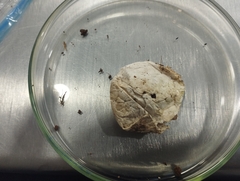 Entoloma sericellum