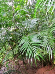 Chamaedorea pochutlensis
