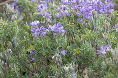 Lupinus pubescens