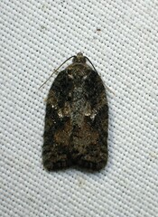 Acleris fuscana