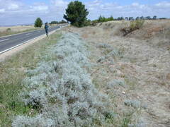 Acanthocladium dockeri