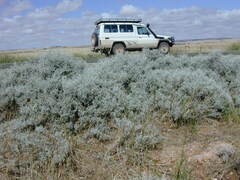 Acanthocladium dockeri