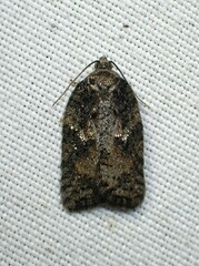 Acleris fuscana