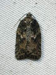 Acleris fuscana