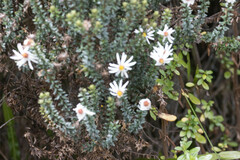 Diplostephium ericoides