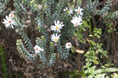 Diplostephium ericoides