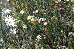 Diplostephium ericoides