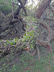 Microgramma mortoniana