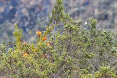 Tristerix longibracteatus