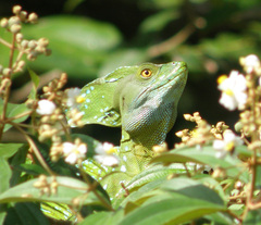 Basiliscus plumifrons