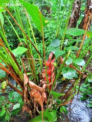Heliconia bihai