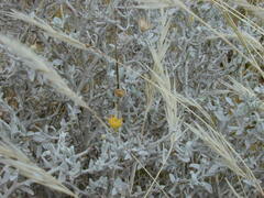 Acanthocladium dockeri