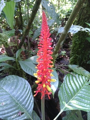 Palicourea subspicata