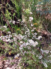 Leptospermum continentale