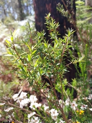 Leptospermum continentale