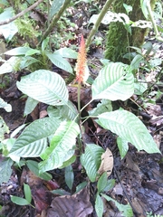 Palicourea subspicata