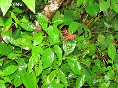 Odontonema cuspidatum