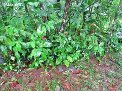 Odontonema cuspidatum