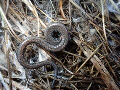 Batrachoseps gavilanensis