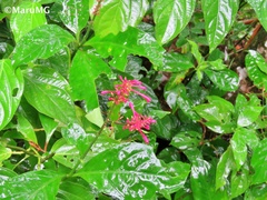 Odontonema cuspidatum