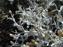 Acanthocladium dockeri