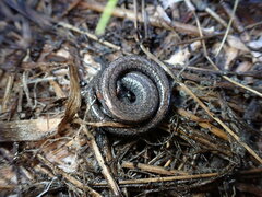 Batrachoseps gavilanensis