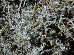 Acanthocladium dockeri