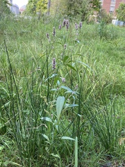 Persicaria pensylvanica