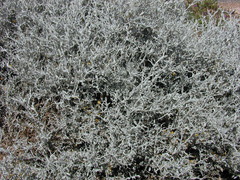 Acanthocladium dockeri