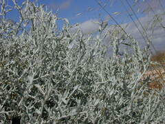 Acanthocladium dockeri