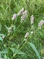 Persicaria pensylvanica