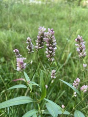 Persicaria pensylvanica