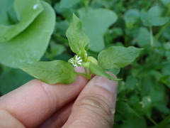 Stellaria media