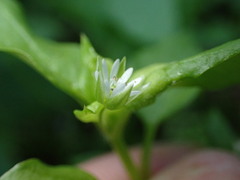 Stellaria media