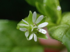 Stellaria media