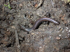 Batrachoseps gavilanensis