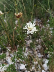 Cephalaria leucantha