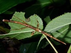 Mnesilochus palawanicus