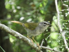 Myiothlypis leucoblephara