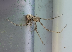 Cryptachaea gigantipes