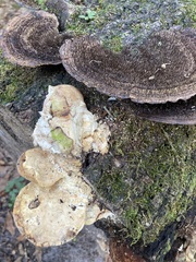 Trametes aesculi