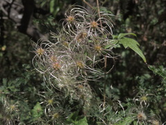 Clematis dioica