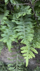 Polypodium glycyrrhiza