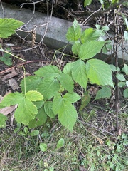 Rubus occidentalis