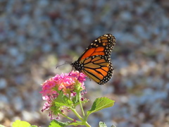 Danaus plexippus
