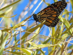 Danaus plexippus