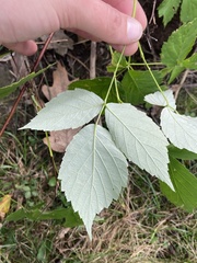 Rubus occidentalis