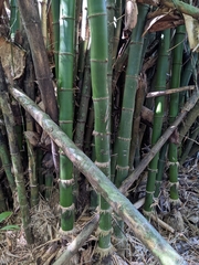 Bambusa vulgaris